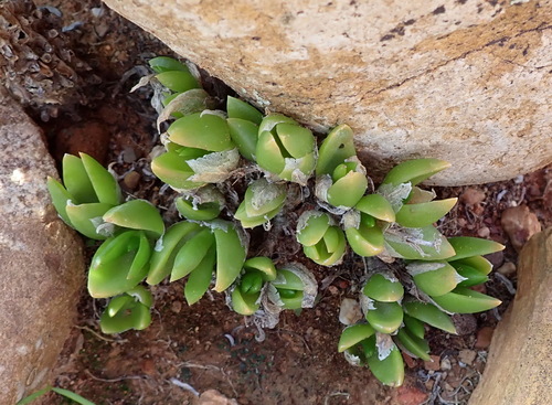 Mesembryanthemum tortuosum L. 4