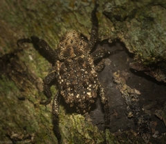 Nechyrus incomptus