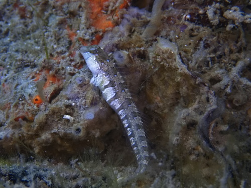 Microlipophrys dalmatinus