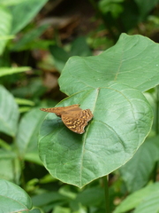 Junonia chorimene