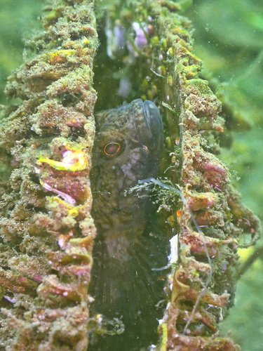 Gobius niger