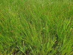 Eleocharis occulta