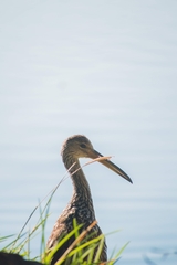 Aramus guarauna image