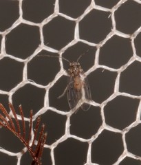 Ectopsocidae