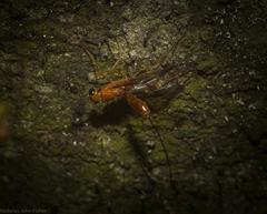 Aulacidae