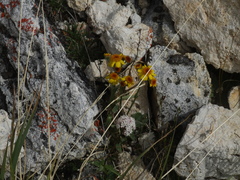 Tephroseris integrifolia