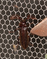 Ectopsocidae
