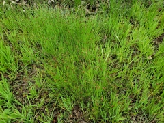 Eleocharis occulta