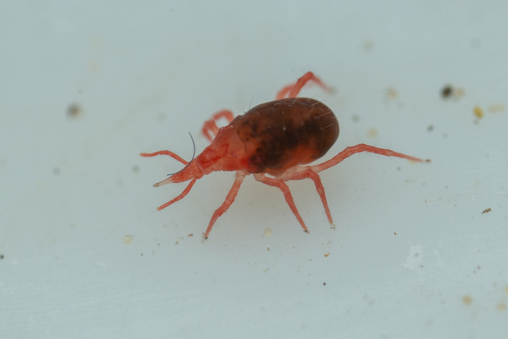 Odontoscirus insolita