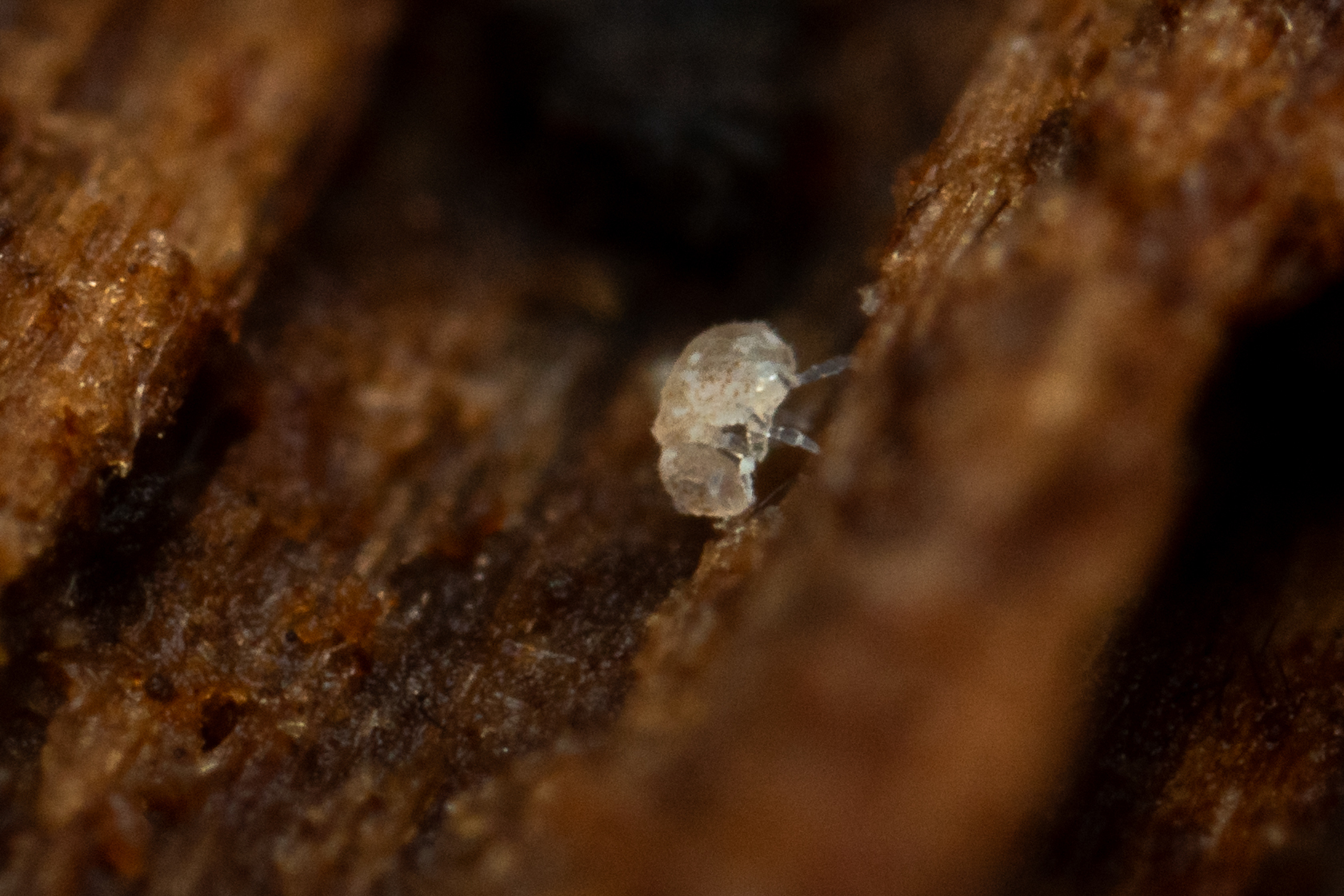 Megalothorax minimus V.Willem, 1900