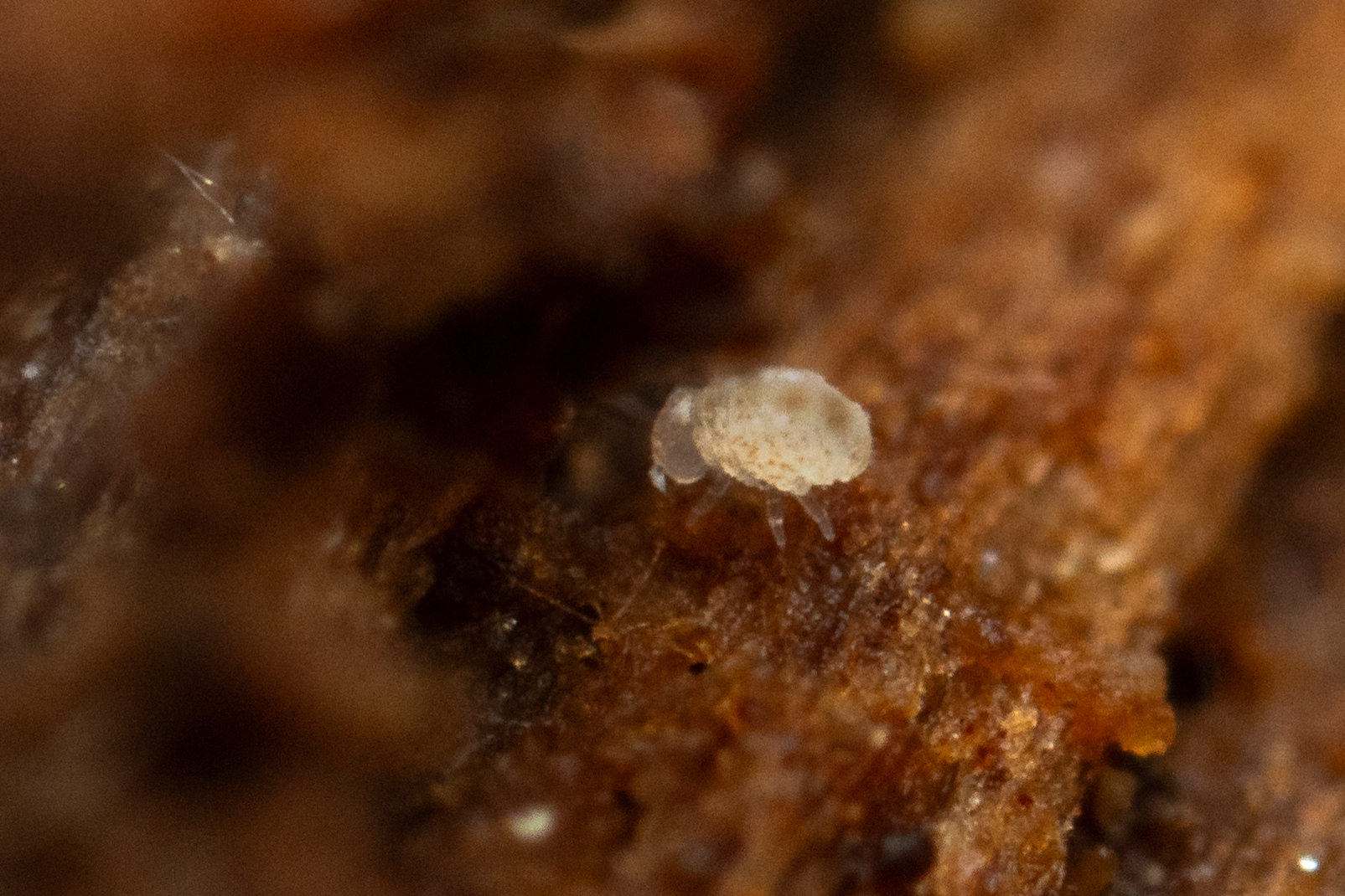 Megalothorax minimus V.Willem, 1900