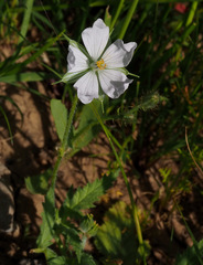 Erodium gruinum