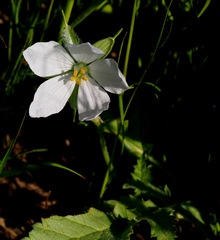Erodium gruinum