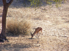 Gazella bennettii