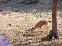 Gazella bennettii