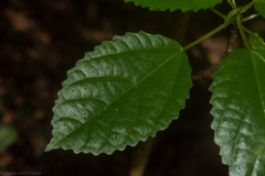 Dendrocnide photiniiphylla