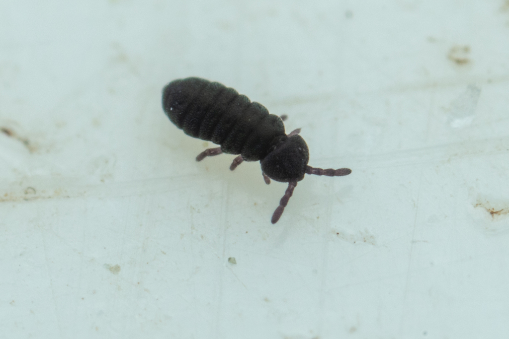 Pachyotoma alpa