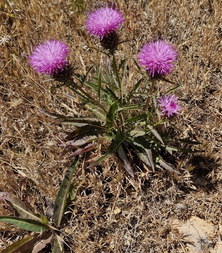 Klasea boetica, photograph 1