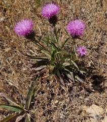 Klasea boetica, photograph ahabo, CC BY, iNaturalist via GBIF