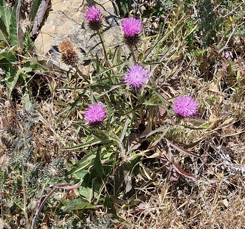 Klasea boetica, photograph 2