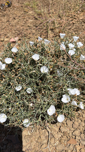 Convolvulus trabutianus