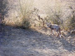 Vulpes vulpes pusilla