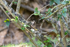 Vireo carmioli