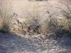 Vulpes vulpes pusilla