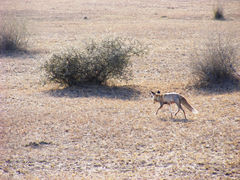 Vulpes vulpes pusilla
