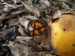 Byblia anvatara crameri
