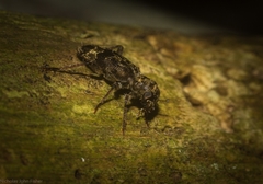 Stigmatium mastersii