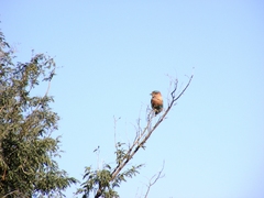 Coracias benghalensis