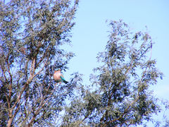 Coracias benghalensis