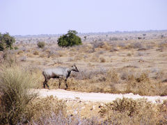 Boselaphus tragocamelus