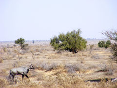 Boselaphus tragocamelus