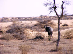 Boselaphus tragocamelus