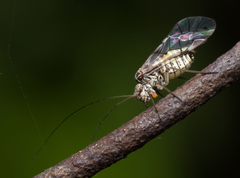 Psococerastis gibbosa