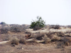 Boselaphus tragocamelus