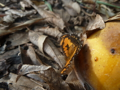 Byblia anvatara crameri