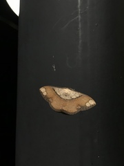 Pylargosceles steganioides