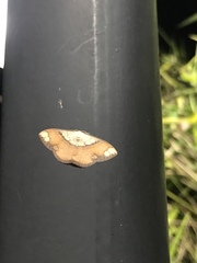 Pylargosceles steganioides