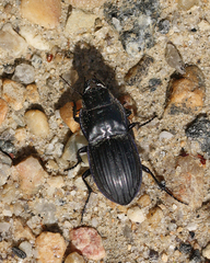 Pasimachus marginatus