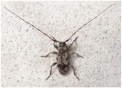 Leiopus femoratus