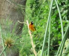 Ploceus melanocephalus