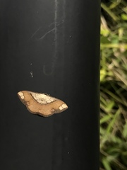 Pylargosceles steganioides