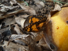 Byblia anvatara crameri