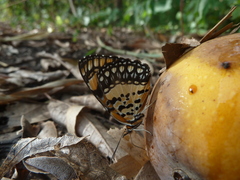 Byblia anvatara crameri