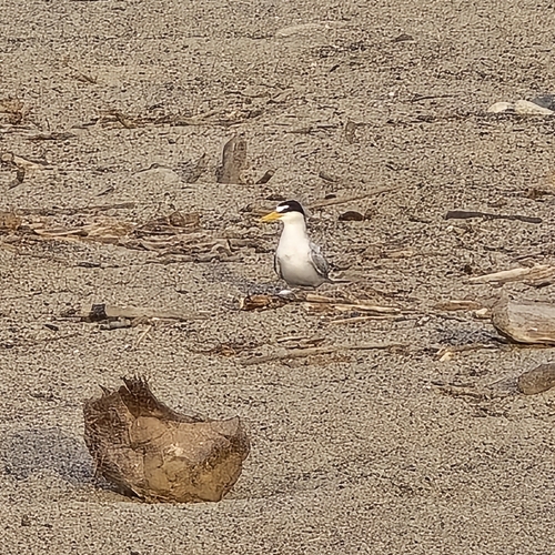 Least Tern (Sternula antillarum)