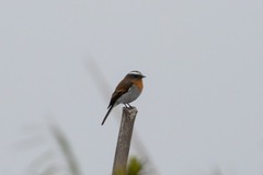 Ochthoeca rufipectoralis