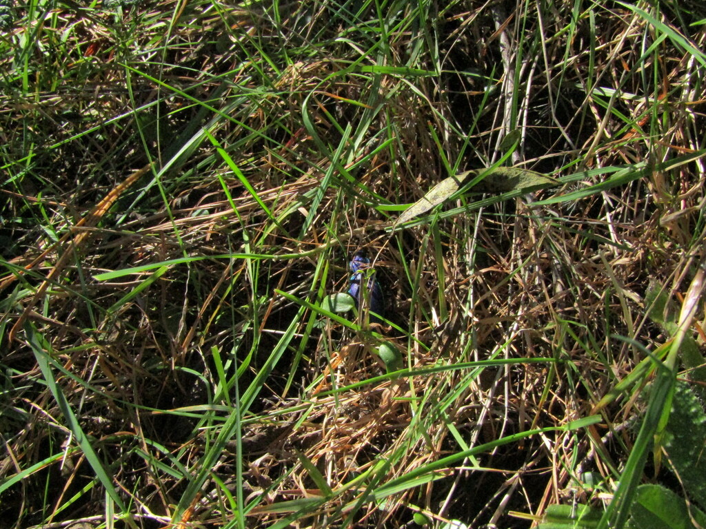 Ceroglossus chilensis solieri